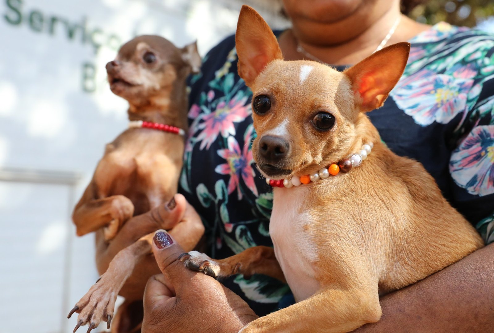 Mulher segura dois cachorros chihuahua no colo em frente a unidade de serviço veterinário do DF