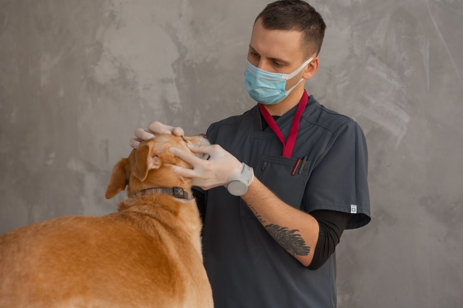 Veterinário de máscara e luvas examina um cachorro caramelo em consultório
