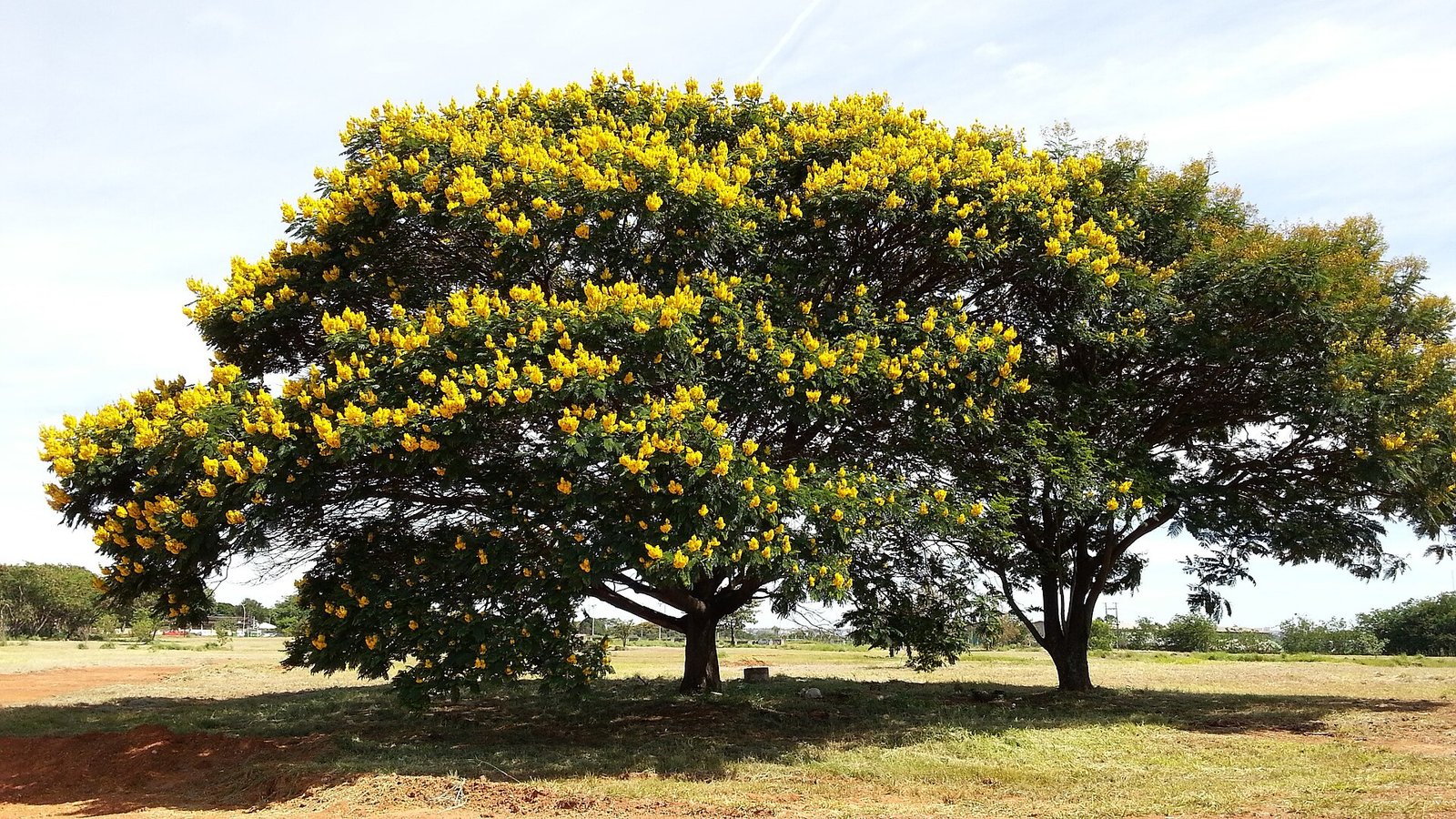 Árvore de canafístula florida, com copa amarela, em área de vegetação do Distrito Federal