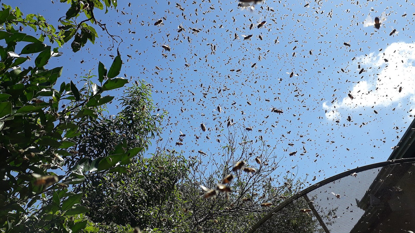 Enxame de abelhas em voo sobre a copa das árvores, contra o céu azul