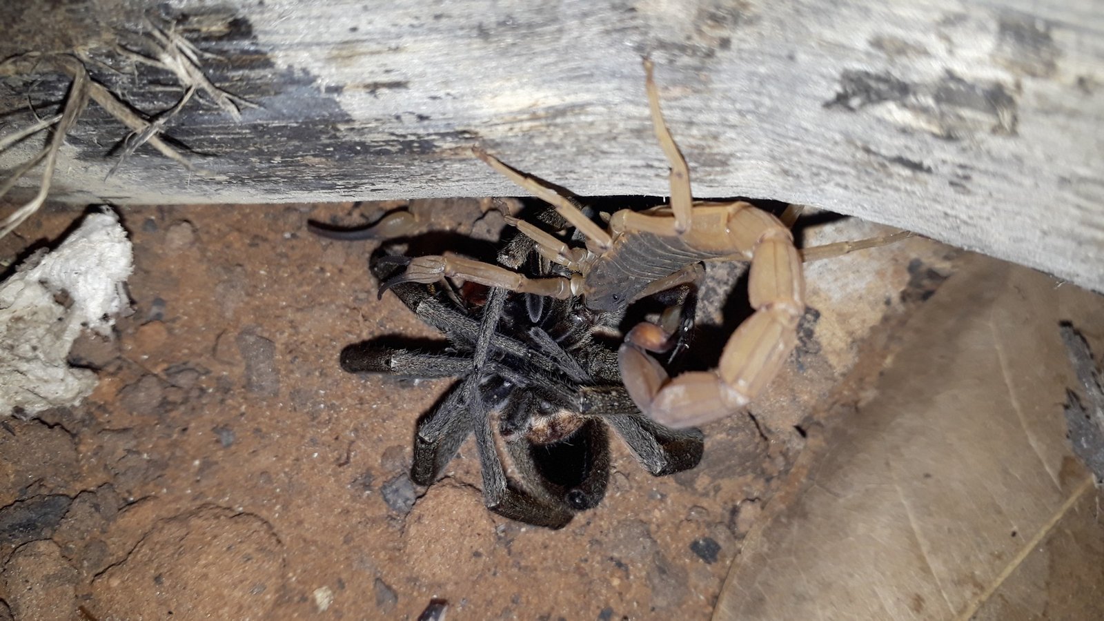 Escorpião amarelo com as pinças sobre uma aranha escura, embaixo de uma tábua de madeira