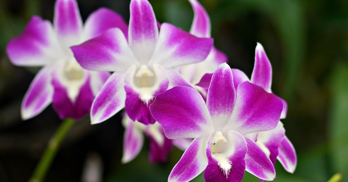 Orquídeas do gênero Dendrobium em tons de roxo e branco, em close