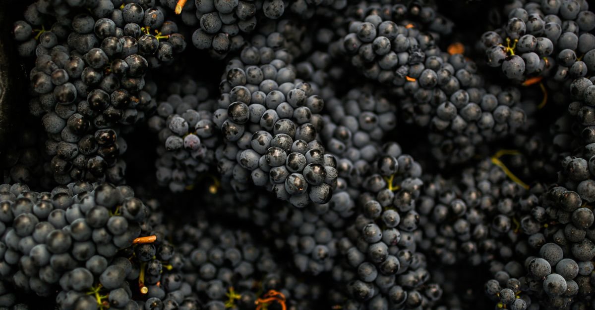 Cachos de uvas escuras maduras em closeup