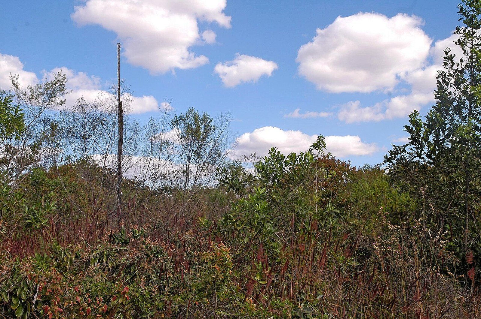 Cerrado típico com arbustos e árvores secas no Parque Nacional de Brasília, que se liga à Flona pelo Arco Brasília