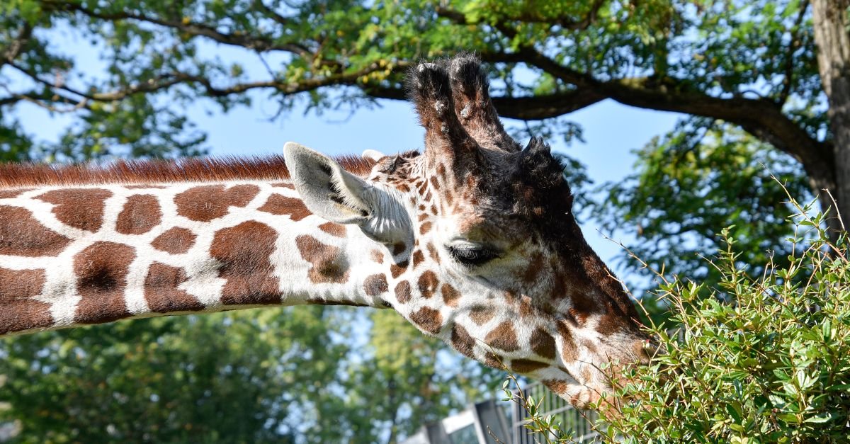 Girafa em close se alimentando de folhas de uma árvore