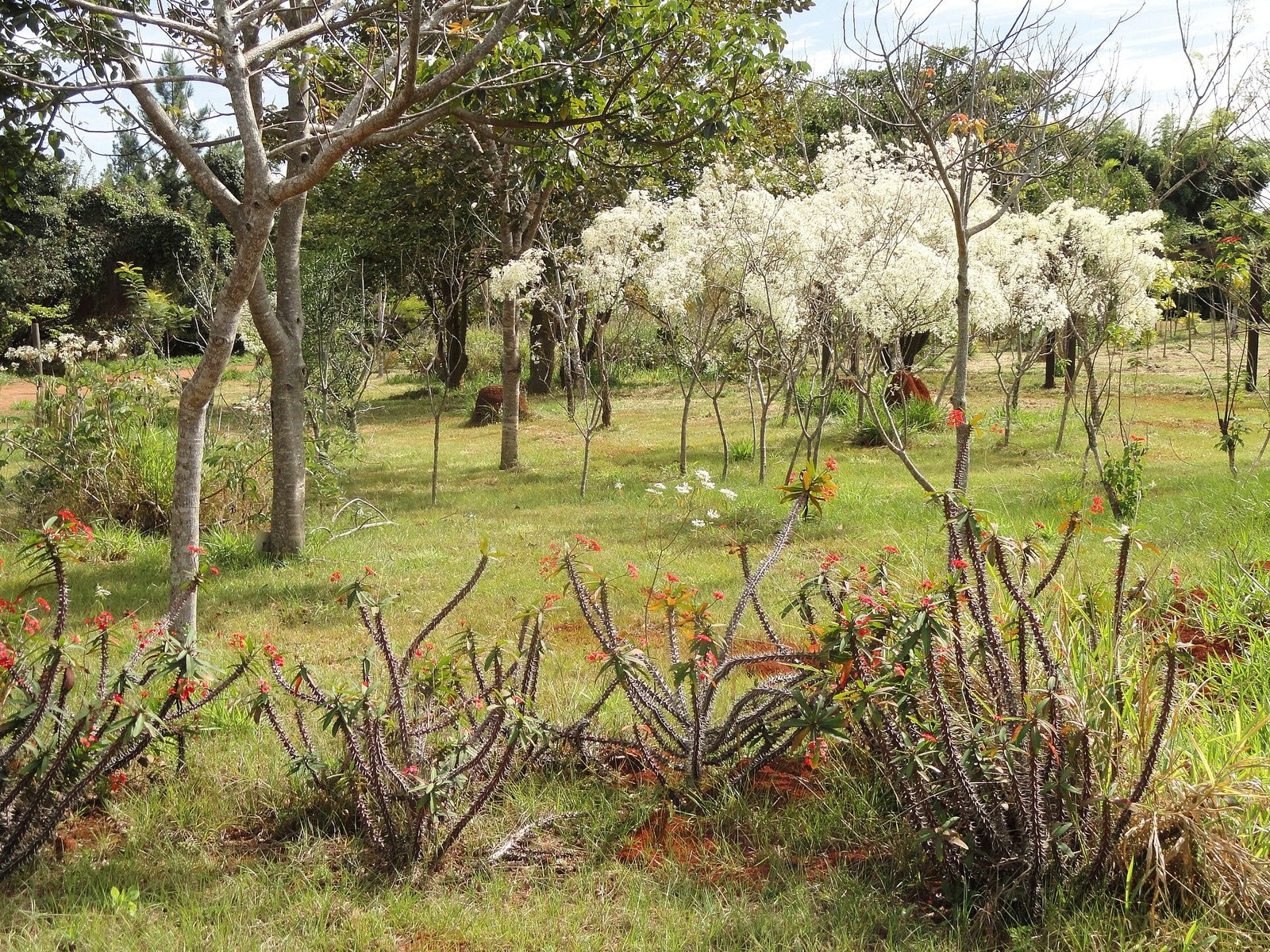 Vista aberta de área ajardinada do Jardim Botânico de Brasília, com gramado, árvores de troncos tortuosos e uma árvore florida ao fundo