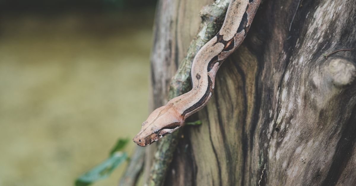 Jiboia deslizando sobre tronco de árvore em ambiente natural