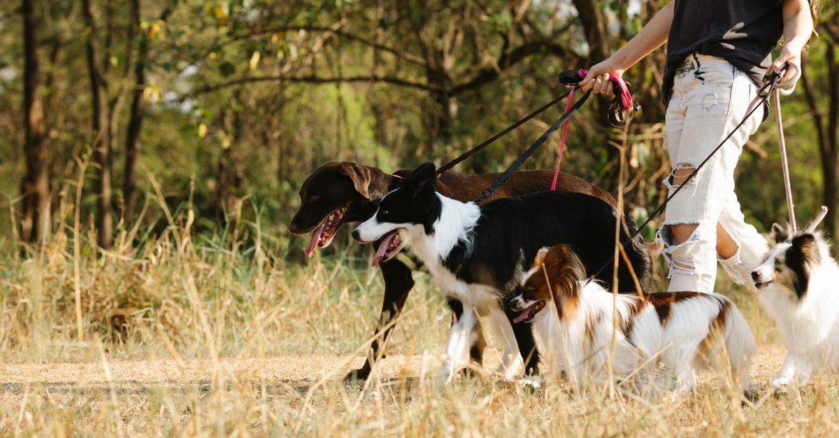 Tutora caminha com quatro cães na guia por trilha de parque arborizado