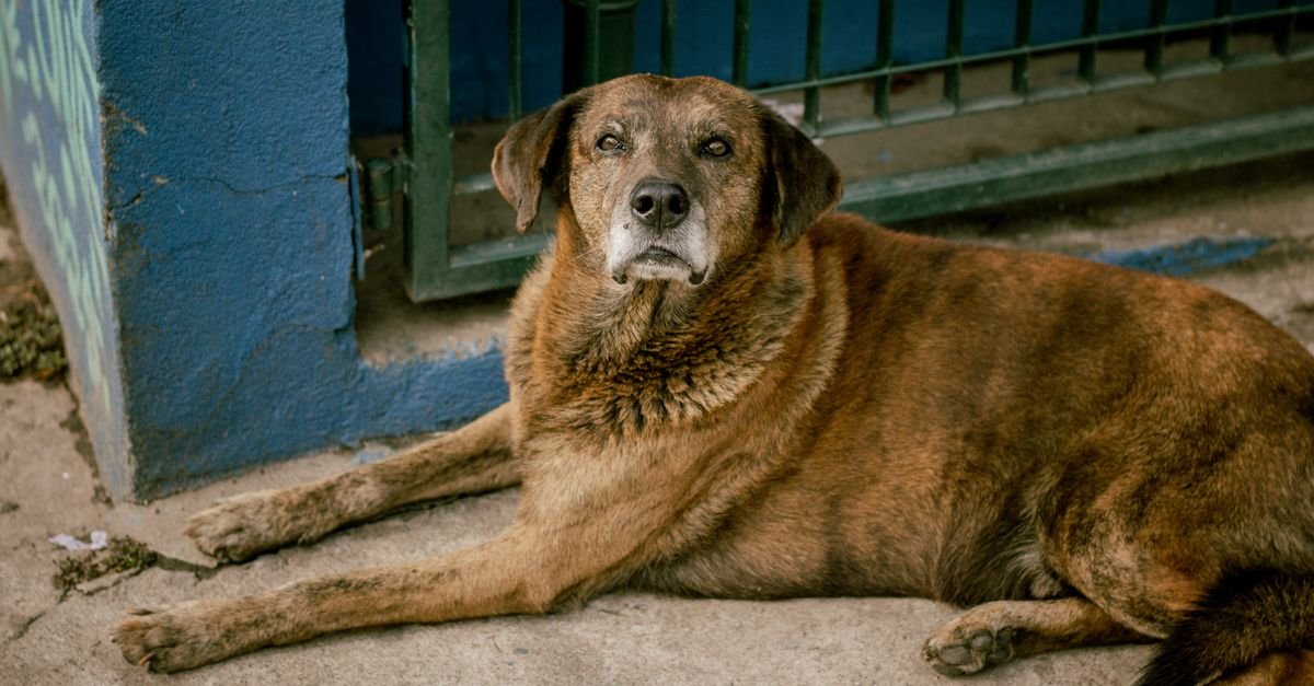 Cão de pelagem marrom deitado em calçada ao lado de um portão azul