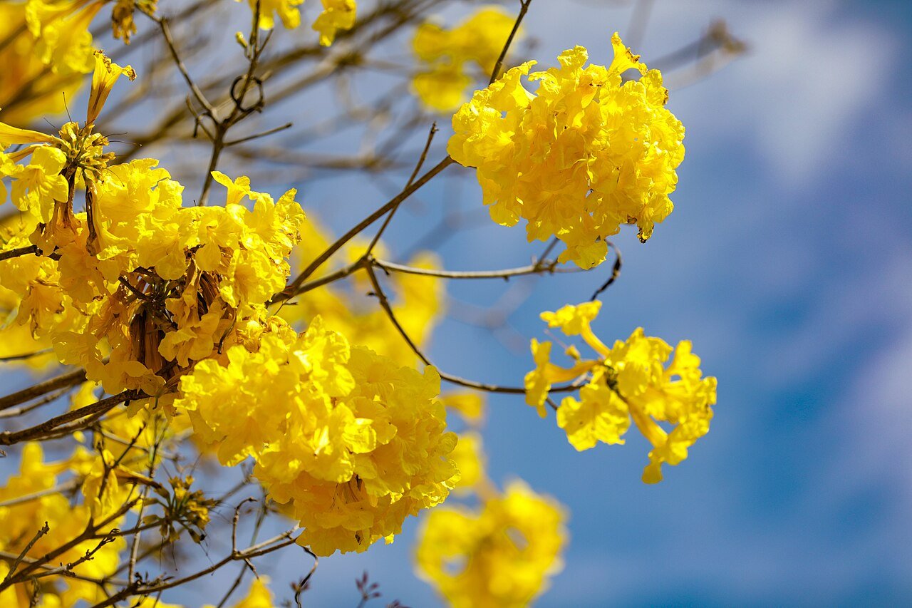 Galhos de ipê-amarelo florido contra o céu azul em Brasília, árvore símbolo do Cerrado do Planalto Central