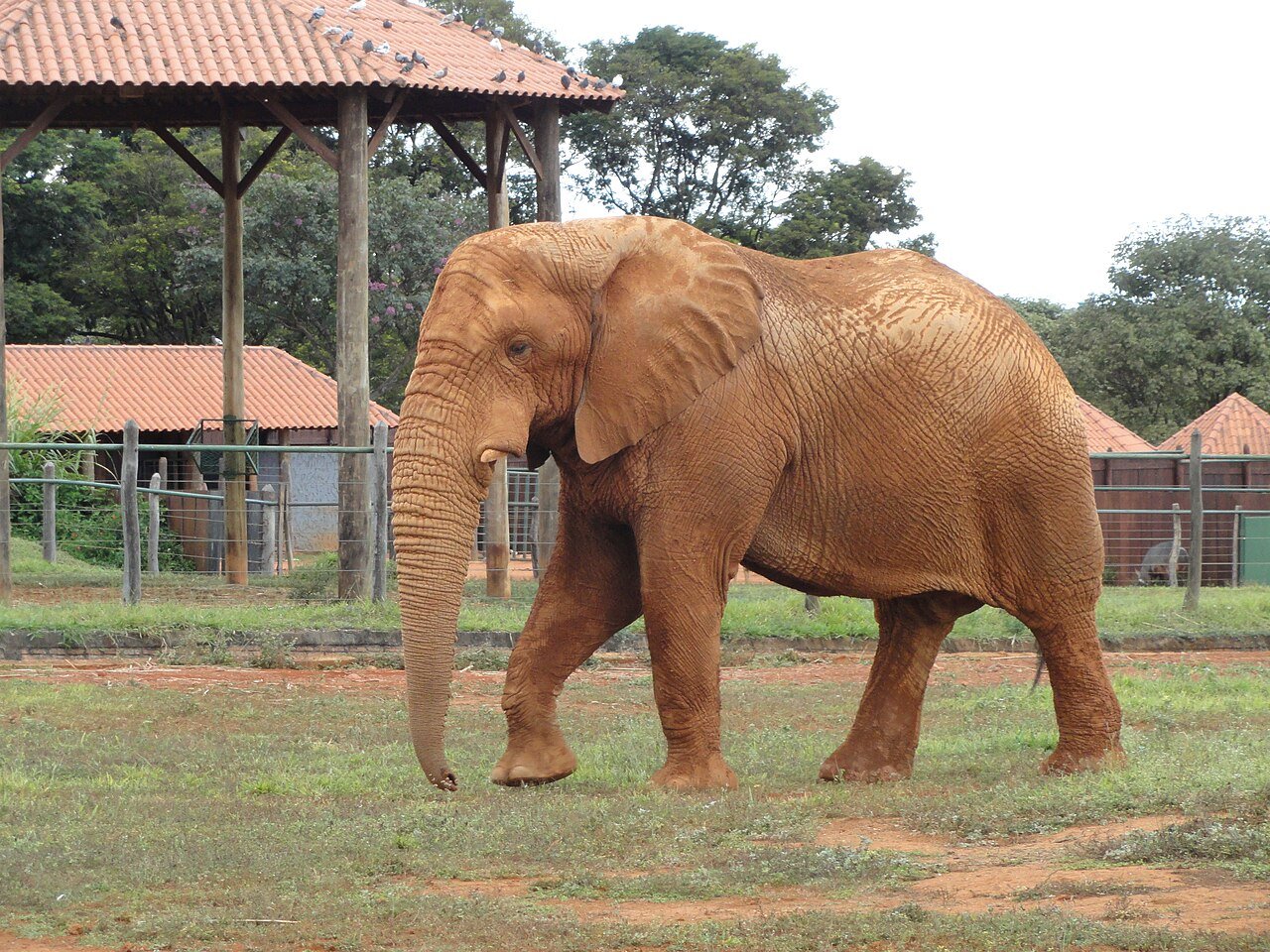 Elefante africano caminha no recinto do Zoológico de Brasília